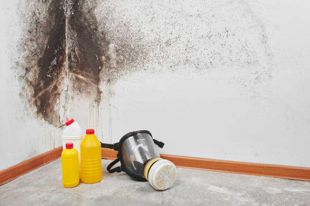 Professional Mold Remediation in Bono, AR