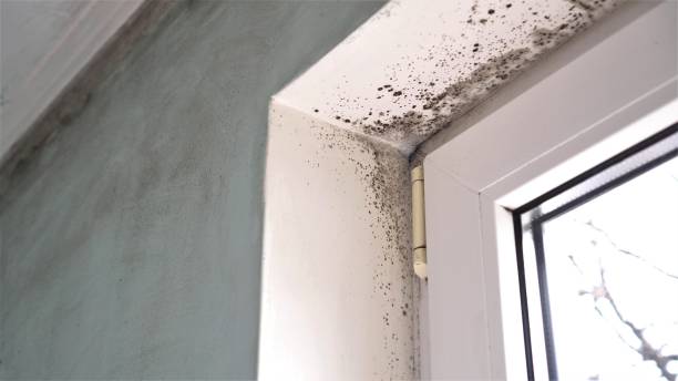 Best Residential Mold Remediation in Bono, AR