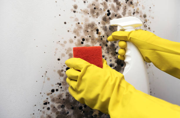 Best Commercial Mold Remediation in Bono, AR