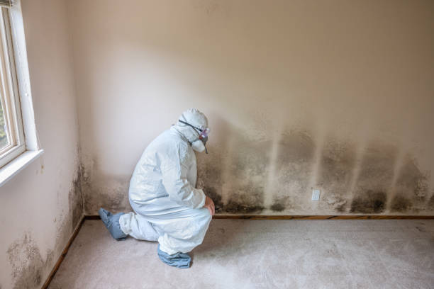 Best White Mold Remediation in Bono, AR