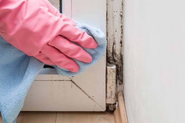 Best Bathroom Mold Remediation in Bono, AR